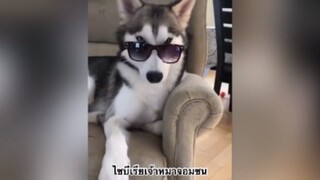 เพื่อนตัวน้อย สัตว์เลี้ยงแสนซน : ไซบีเรียเจ้าหมาจอมซน