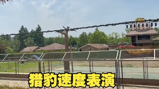 حتى عندما تموت الفهد، لا يزال يعتقد أن عدم قدرته على اللحاق بالفريسة سببه عدم بذله الجهد الكافي!