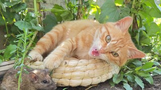 Kucing: Jika kamu memelihara kucing, saya akan memelihara tikus. . .
