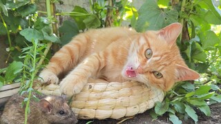 Kucing: Jika kamu memelihara kucing, saya akan memelihara tikus. . .