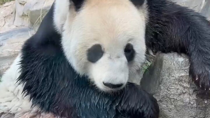 People love Hongshan Zoo because it treats every animal with the respect they deserve.