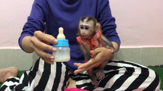 Mino monkey wanted to play more than milk