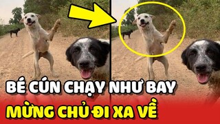 Cảm động 3 chú chó CHẠY NHƯ BAY đến mừng chủ đi làm xa mới về 😍 | Yêu Lu