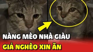 Bé mèo ở BIỆT THỰ nhưng GIẢ NGHÈO để xin ăn và tán trai đẹp 😂 | Yêu Lu