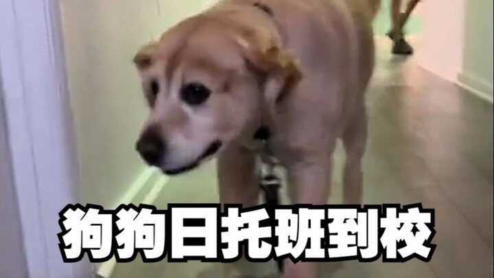 Ayo lihat jam berapa para anjing sampai di sekolah~ Kok ada juga yang wajahnya cemberut ya~