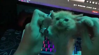 dancin cat!