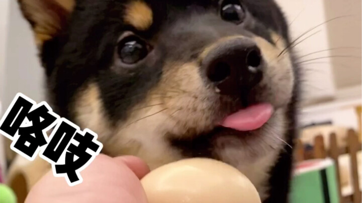 Konon, jika memberikan telur mentah kepada anjing, mereka akan sangat berhati-hati menjaga putaran k