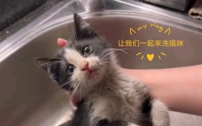 [Immersive Cat Bath] Let’s Wash This Well-Behaved Stray Cat We Just Rescued Together!