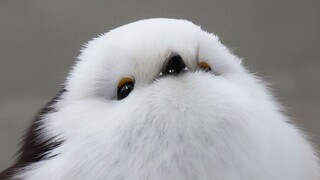 It's not fat; it's just adorably bloated.