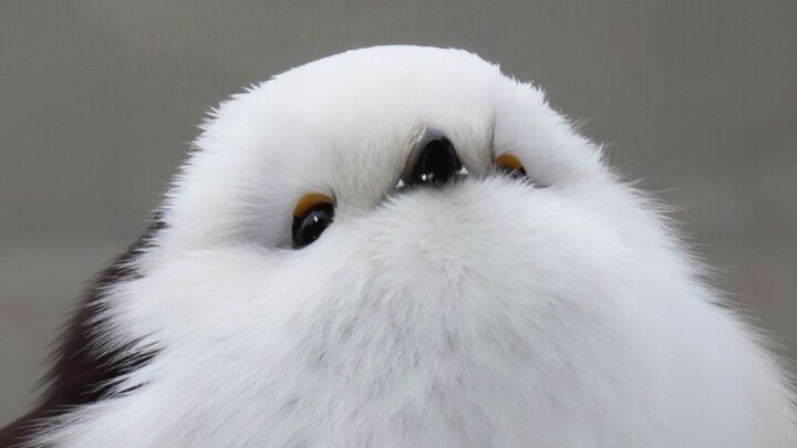 ليس سمنة، فقط لطيف لدرجة التضخم