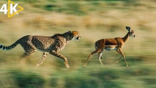 The Epic Saga of East Africa_s Cheetah Family  Full Wildlife Documentary