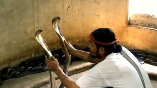 Man Selecting Cobra For Snake Show.