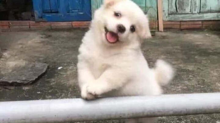 “摸摸小狗头，万事不用愁！”