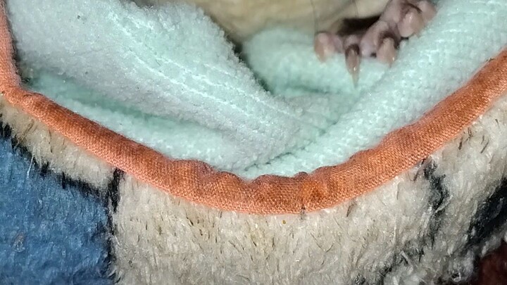 น้องปังปอนด์