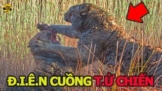 🔴 Rợn Tóc Gáy Với Đại Chiến Kinh Hoàng Giành Lãnh Thổ Của Hai Chúa Sơn Lâm