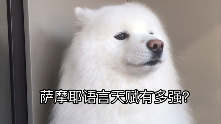 萨摩耶会多少种叫声？我最喜欢最后一种