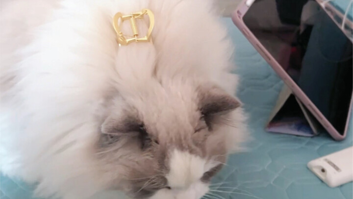 How to Turn Your Kitten into a Pendulum Using Just One Hair Clip