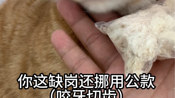 爱上班绝对是猫圈的最大的骗子，奥斯卡级别骗子大师，当初爱上班主动进了我的航空箱我就应该警觉，这货不对劲，果然啊…………