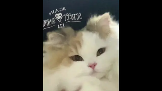 เหมียวเปงโมอา🥺