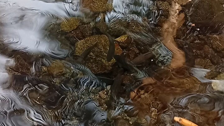 terapi ikan