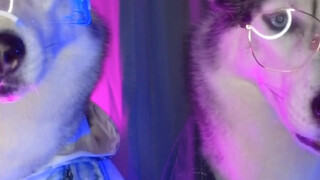 这才是血统纯正的哈士奇