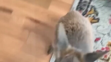 Mẹ chuột túi không may qua đường rồi qua đời, nhưng may mắn là bé chuột túi vẫn an toàn. Anh trai đã