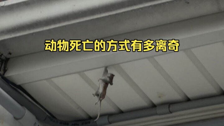 Animal Strange Death Identification 54