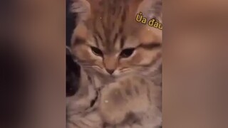 🥺 ngta hết iu mình ờiiii xuhuong meocute