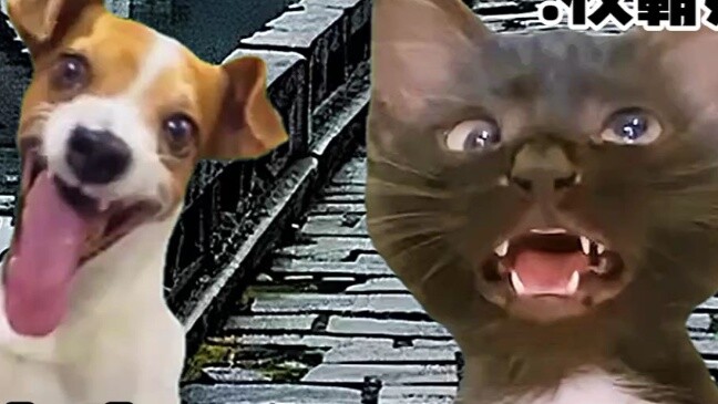 “Cat Meme Theatre” เมื่อเห็นคนที่เคยรังแกคุณตกลงไปในน้ำ แม่ของเธออยู่ข้างๆ คุณแล้ว!