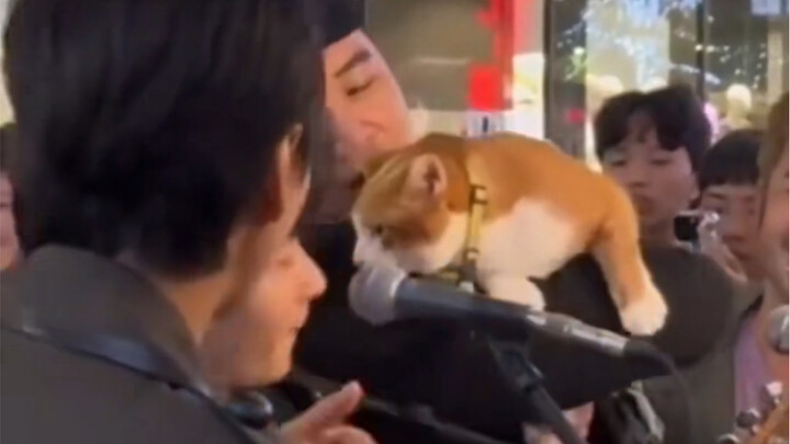 แมว: อย่าบีบฉันสิ! ฉันร้องเองได้