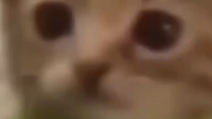 Mèo con xì hơi gây ra hiện tượng nóng lên toàn cầu