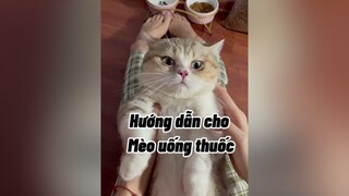 Có bác nào bị cắn chưaaaaaa ??? mèo cat cute