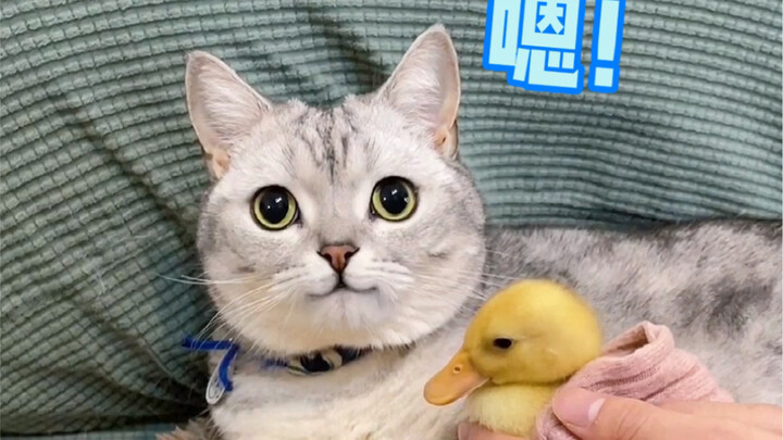 How to make a cat believe that a duck is its baby...