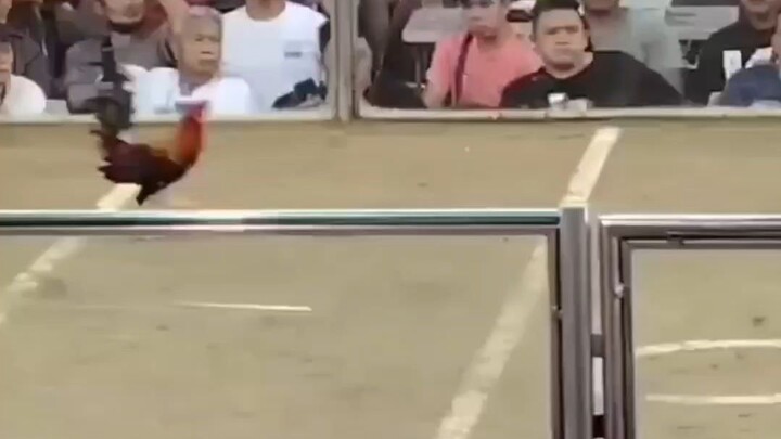 white tape pure PRH win