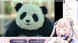 日本萝莉看外国神级熊猫广告 绷不住了