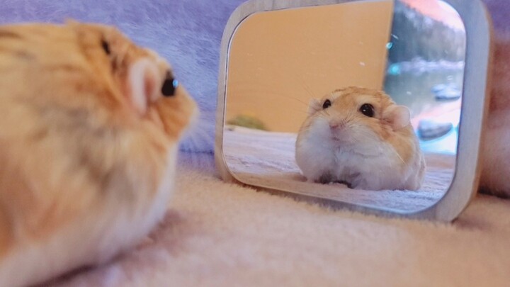 “North African Gerbil” Mengmeng discovers her alternate-self from a parallel universe—where she wasn