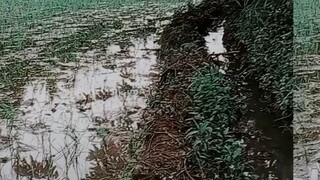 #farm🥰