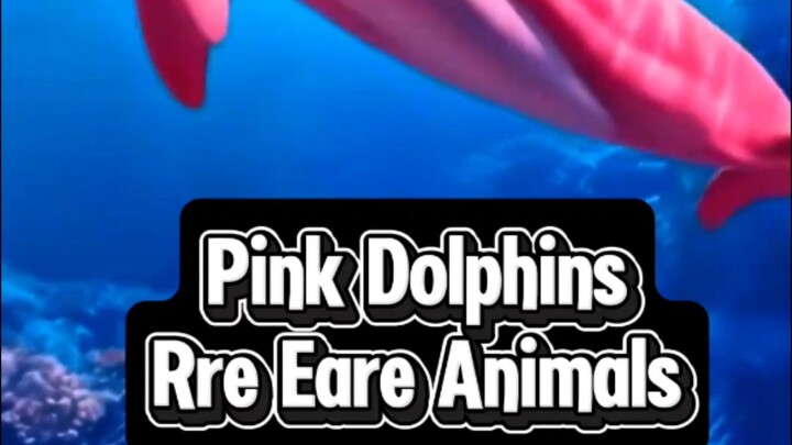 the rare with pink dolphin
