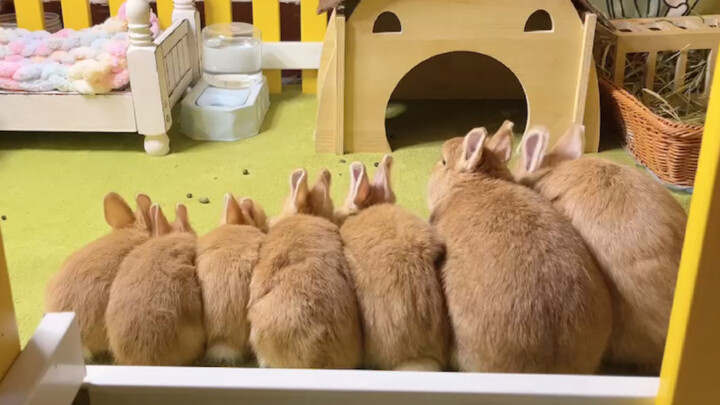 I originally just wanted to raise one rabbit.