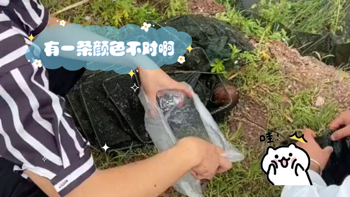 Có một cái màu sai rồi.