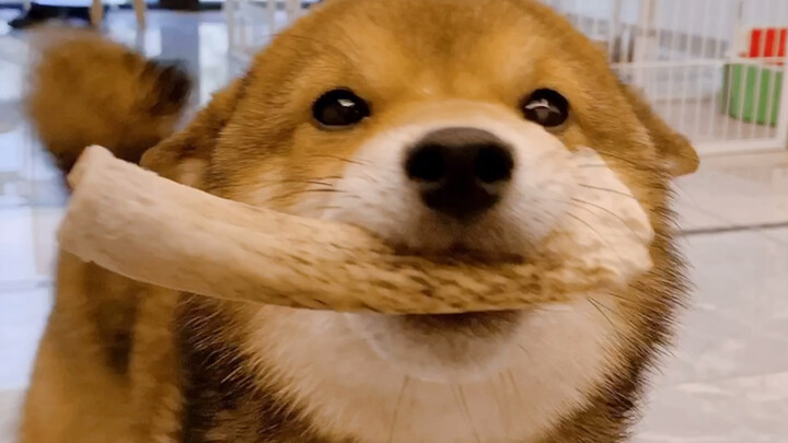 Aduss, anjing laut kecil ini siapa, ya?