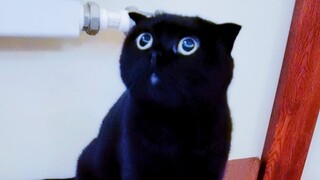 Are you still finding the timid Qiansuissu cute?