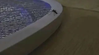 Mosquito committed suicide