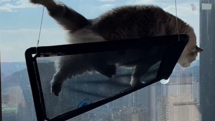 Beberapa kucing benar-benar tidak memiliki kesadaran diri