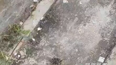 Poor, weak, and helpless calorie-cat "Cat"