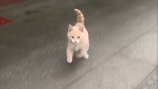 Such a lively kitten, with a rare fur color, the owner was afraid that it would be kidnapped