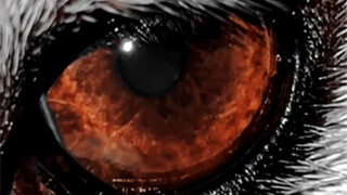 هل هذه هي سحر الهاسكي ذي العينين المختلفتين؟