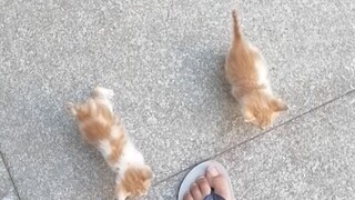 Holy shit! cat!