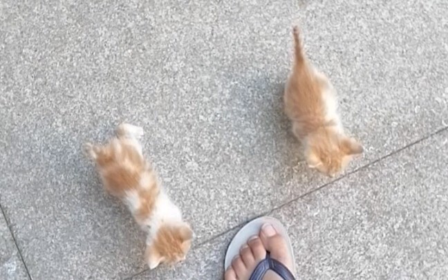 Holy shit! cat!