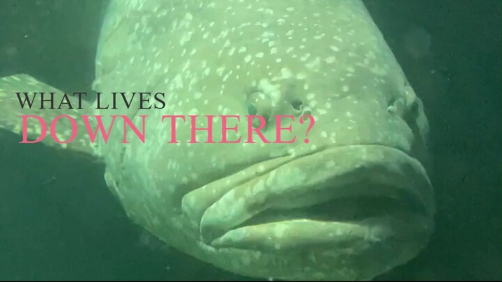 What Really  Lives at the Bottom of the Ocean?